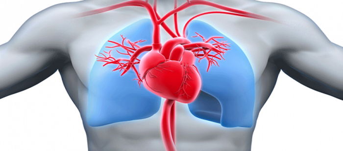 kalbin cinsel sağlık bilgisi kalp sağlığı ipuçları pdf yazar