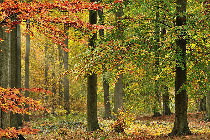  Uccle
- Forêt de Soignes, Belgium
