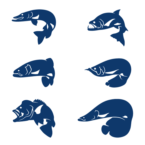 怪魚 ステッカー  田中恵司  AWRD アワード