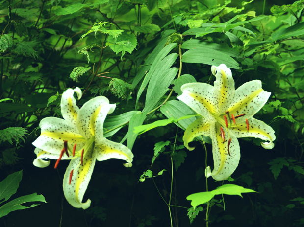 Golden-rayed lily — Chikara Amano's Portfolio — AWRD.com