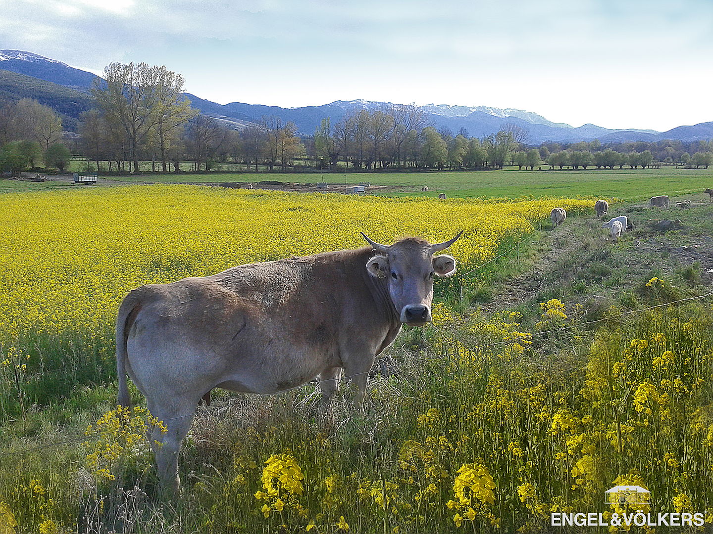  Puigcerdà
- Vaca y campo de colza en primavera